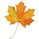 chey0kota_Autumn_ele (22)