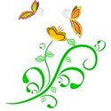 butterflies