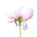Flower 05