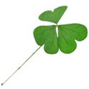 chey0kota_IrishEyes_Ele (15)