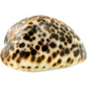 cwJOY-BytheSea-shell2