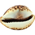 cwJOY-BytheSea-shell3