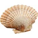 cwJOY-BytheSea-shell4