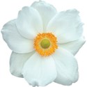cwJOY_IntheGarden_flower5