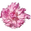 JAM-WeddingBliss-flower22