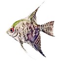 angelfish