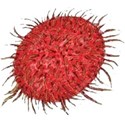 Rumbello