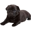 Mops (7)
