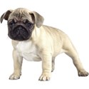Mops (5)