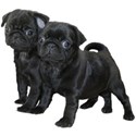 Mops (1)