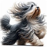Bearded Collie-01 Bearded Collie-01